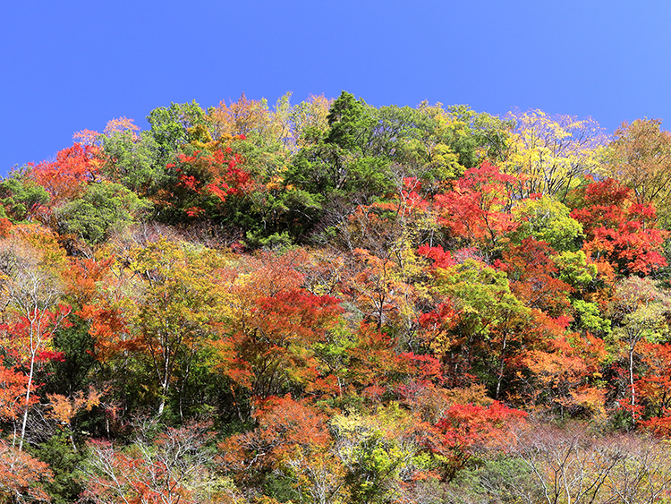 高知県旅館ホテル生活衛生同業組合